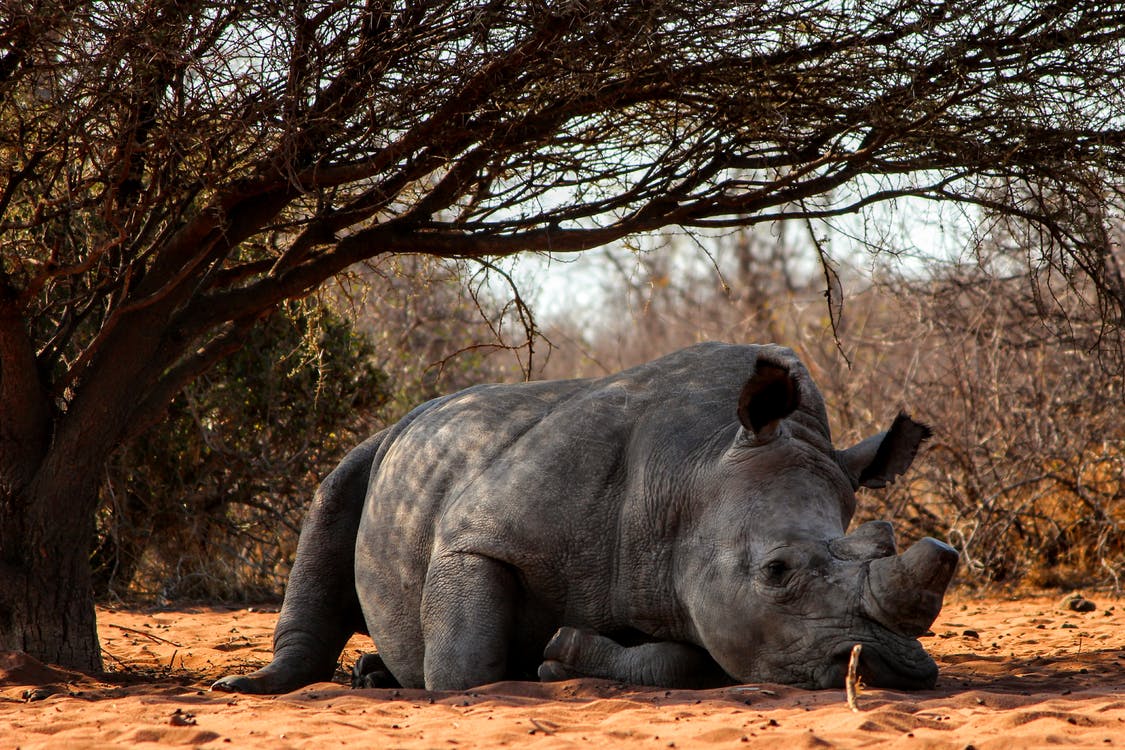 Rhino Lying on Ground Near Tree